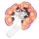 thumbnail image 1 of Luz De Calabaza LED, Cadena De Luz De 10 LED De Amplia Aplicación Segura Para Usar Iluminación Cálida Para El Hogar Para El Patio Para El Jardín ANGGREK Pumpkin Light String, 1 of 8