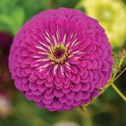 Burpee Zinnia, Purple Prince
