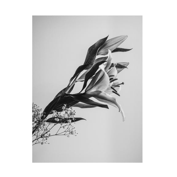 Trademark Fine Art Rahel Jo A Beautiful Flower Canvas Wall Art