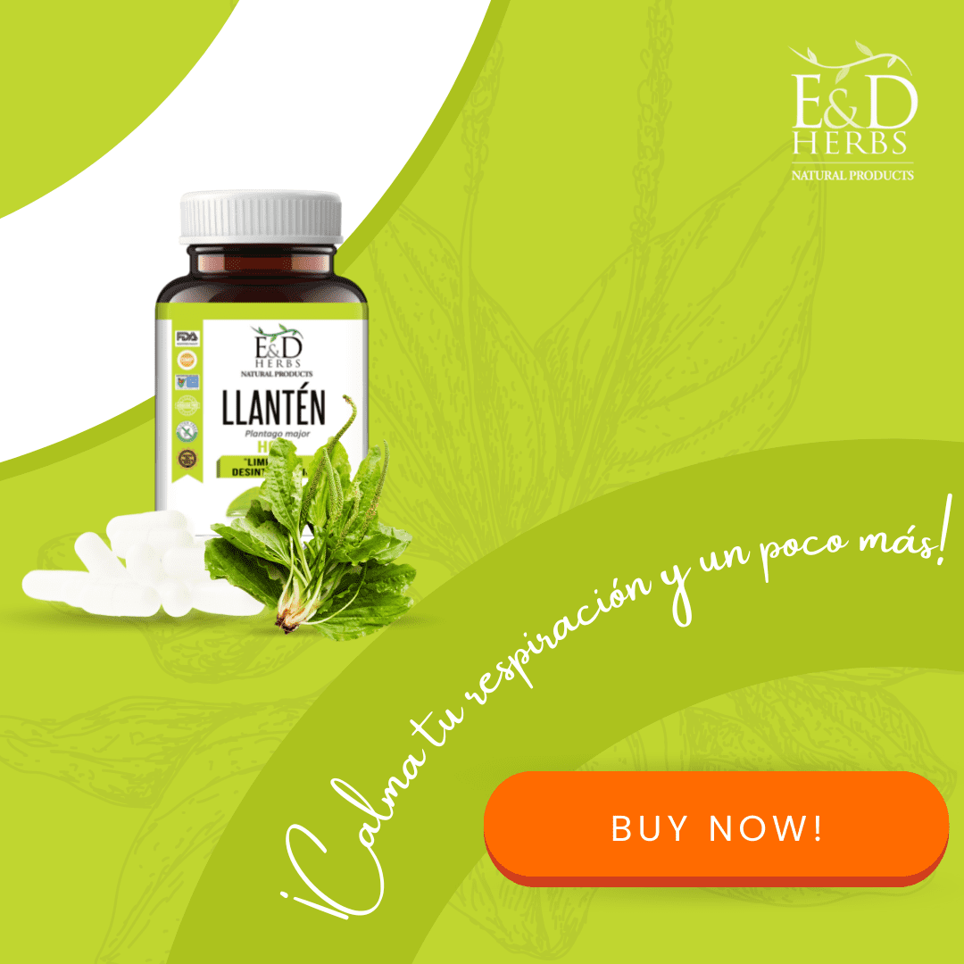 E&D Herbs 60 Plantain  Capsules of 400 MG For Detox
