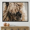 thumbnail image 2 of Designart 'Close Up Of Fluffy Curly Alpaca' Farmhouse Framed Canvas Wall Art Print, 2 of 5