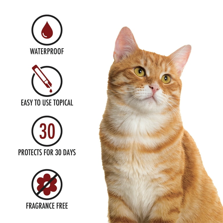 Advecta Plus Flea Protection for Large Cats Fast Acting Topical Flea Prevention 4 Count