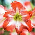 thumbnail image 2 of Easy to Grow Amaryllis Candy Cane Collection 3 Plant Bulbs, Flower Indoor Holiday or Outdoor Spring Bloom, 2 of 4