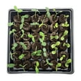 thumbnail image 2 of Jiffy Professional 36 Celled Seed Starting Greenhouse Kit with 36mm Peat Pellets, 2 of 10