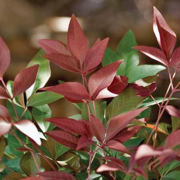 Southern Living Obsession Nandina Live Shrub in 3-Gallon Grower Pot