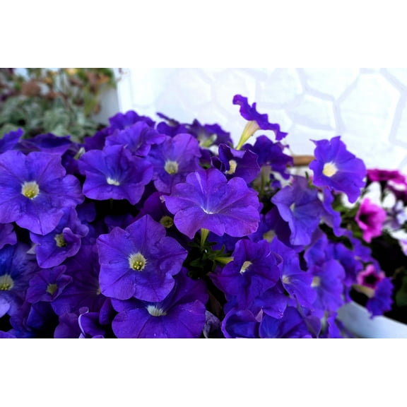 100 *Seeds DWARF Alderman BLUE PETUNIA Nana Compacta Purple Flower Seeds