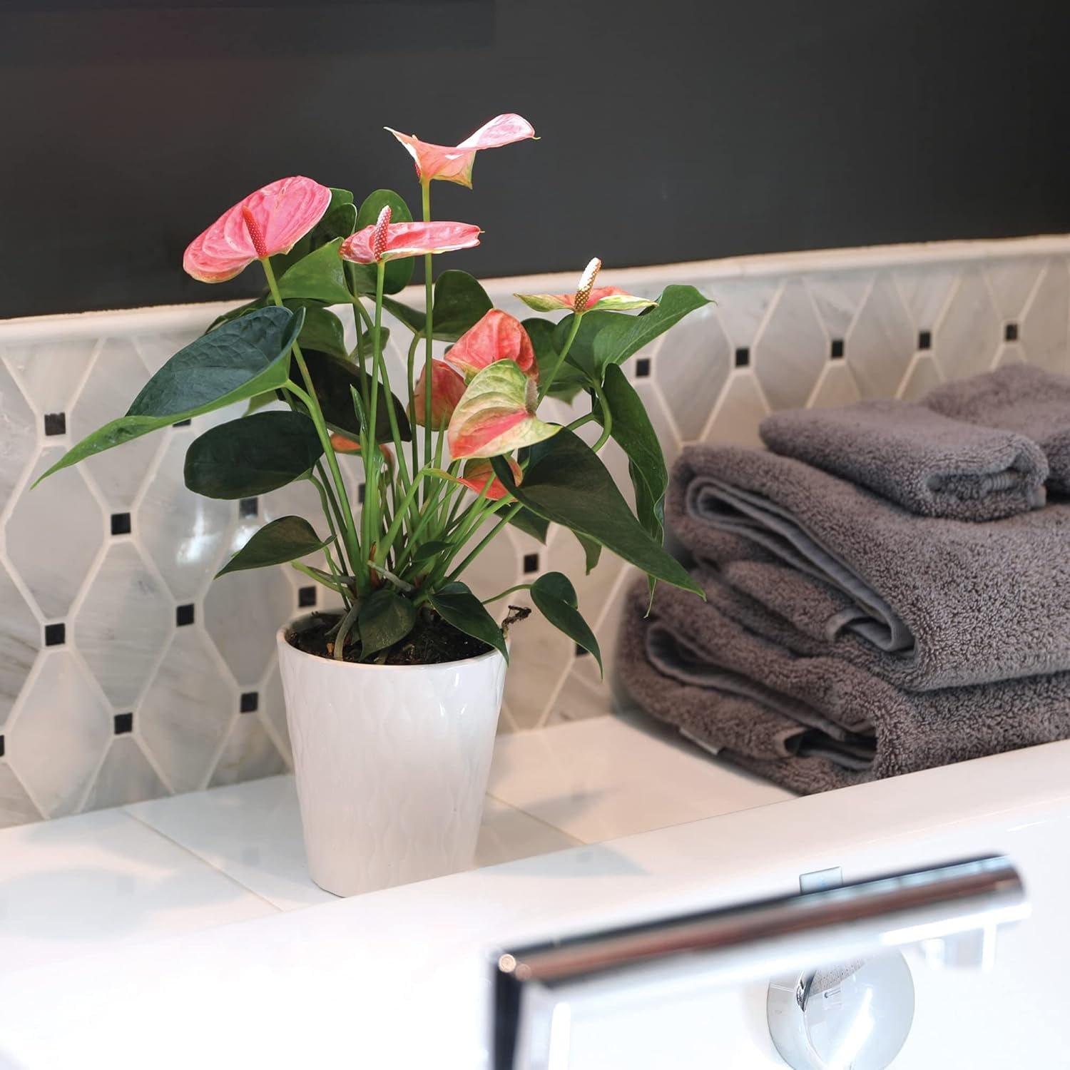 Just Add Ice 14-18" Tall Pink Sweet Dream Anthurium Live Plant in 5" Moss Topped White Ceramic Pot, House Plant