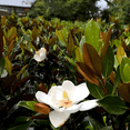 thumbnail image 2 of Little Gem Magnolia Tree, Compact Southern Evergreen with Fragrant Creamy-White Flowers, 2 of 6