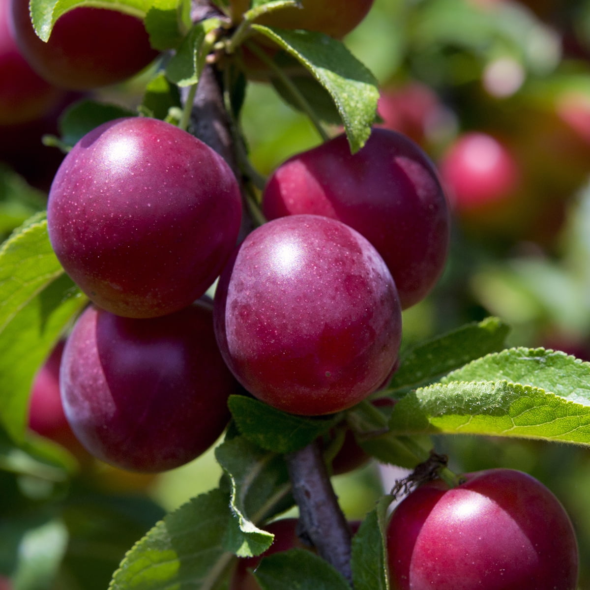 Van Zyverden Plum Tree Methley 1 Plant Root Stock White Full Sun Fruiting 4 lb