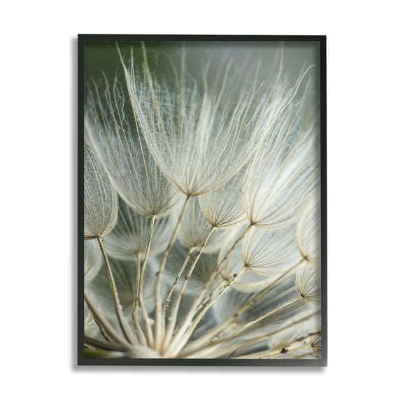 Stupell Industries Soft Dandelion Photography Botanical & Floral Photography Black Framed Art Print Wall Art, 11 x 14