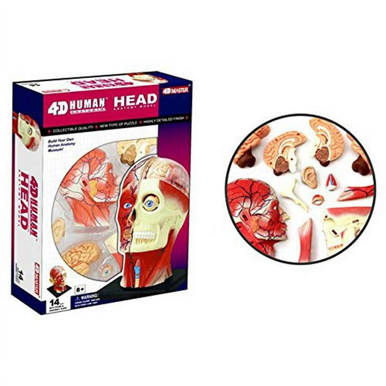 4D Vision Human Head Anatomy Model - Walmart.com