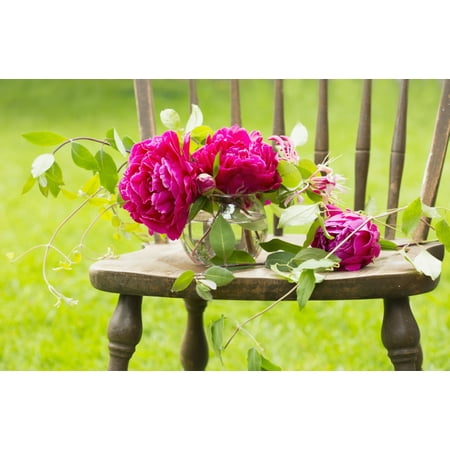- Fresh pink peonies picked and lying on a wooden chair New Westminster British Columbia Canada Poster Print by Laura Bartlett Design Pics
