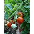 thumbnail image 5 of Goliath Tomato Plant - Non-GMO - Two (2) Live Plants - Not Seeds - Each 4"-7" tall - in 3.5 Inch Pots - Includes Clovers Garden Copyrighted Plant Care Guide, 5 of 5