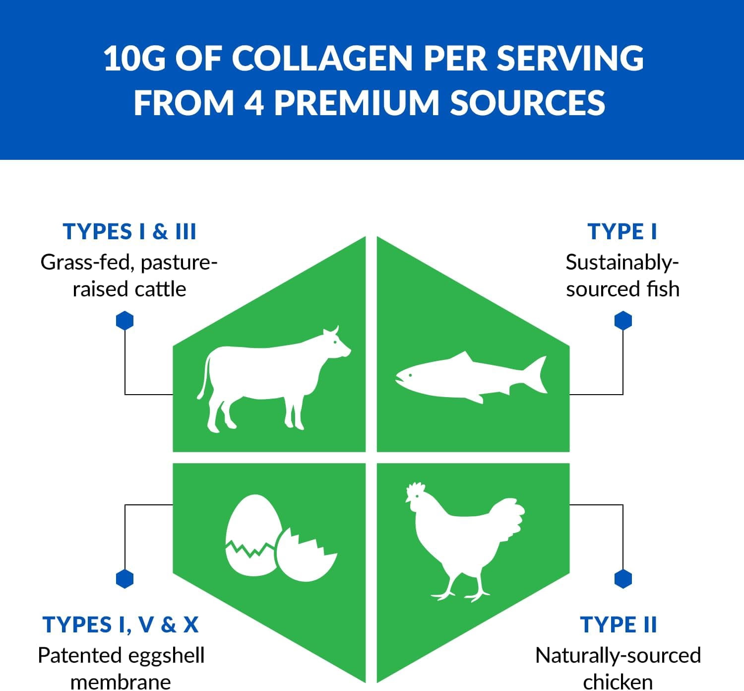 BioTrust Ageless Multi Collagen Protein a 5-in-1 Collagen Powder, 5 Collagen Types, Hydrolyzed Collagen Peptides, Grass-Fed Beef, Sustainable Fish, Chicken and Eggshell Membrane (Chocolate)