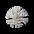thumbnail image 2 of Urban Road 20x20 Gold Ornate Wood Framed with Double Matting Museum Art Print Titled - White Coral I, 2 of 4