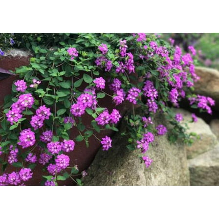 Grape Trailing Lantana Live Plant in 2.5" Grower Pot (6 Count)
