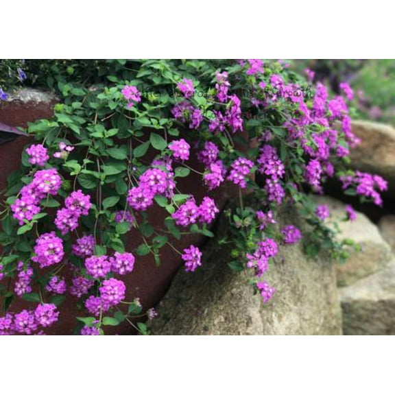Grape Trailing Lantana Live Plant in 2.5" Grower Pot (6 Count)