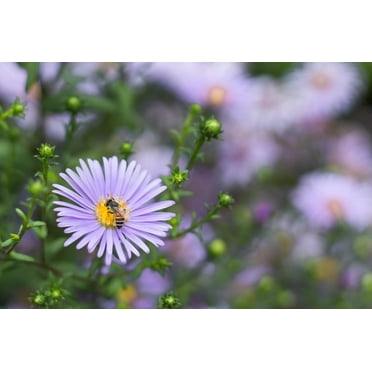 New England Aster