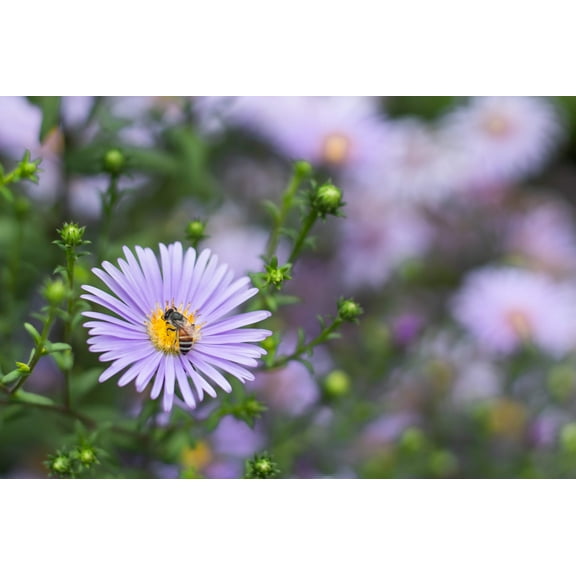 New England Aster
