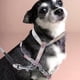 thumbnail image 4 of Ergonomic Dog Harness with Long Leash, Perfect for Training and Daily Walks, 4 of 5