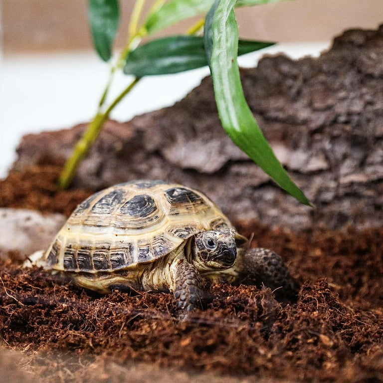 Coco coir for tortoises top
