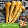 thumbnail image 3 of 2 Packs White Half Long Parsnip Seeds - Halblange Weisse Parsnips - Non-GMO Heirloom Biennial Full Sun, 3 of 6