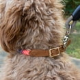 thumbnail image 3 of Vibrant Life Adjustable Rope Collar for Dogs, Multicolor, Medium, 3 of 8