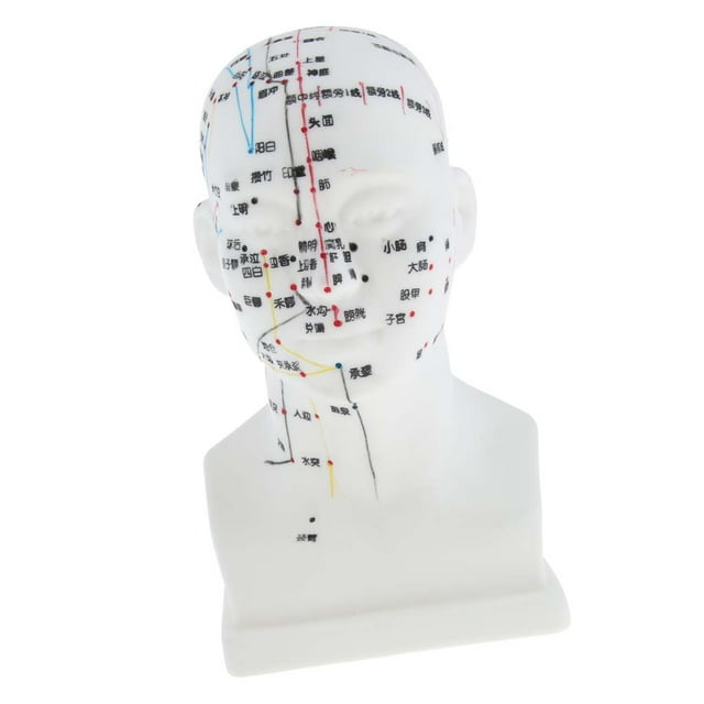 Modelo De Puntos De Acupuntura De Meridian Zona De Modelo De Meridian Para La Enseñanza Del Aprendizaje SM SunniMix Juego de masaje de acupuntura