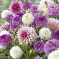 thumbnail image 3 of 40+ Seeds| Pink and purple mix Dahlia Perennial Seeds - Authentic Seeds - Perennial~ GMO Free ~Flower seeds ~ Asian Garden~ B5G1 #D043, 3 of 4