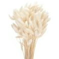 thumbnail image 1 of Uxcell 120pcs Colas de Conejo Naturales Flores Secas 17" Mini Hierba Pampas Lagurus Ovatus Ramo para Decoración Floral de Boda, Blanca, 1 of 6