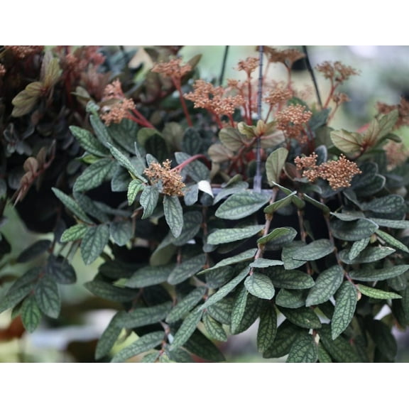 Pellionia Pulchra Live Plant in in 3" Pot - Rainbow Vine - Tropical Plant - Creeping Plant - Houseplant