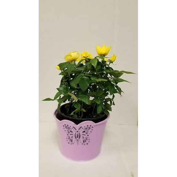 Live 6" Mini Yellow Rose Bush in 6" Lavender Butterfly Metal Tin