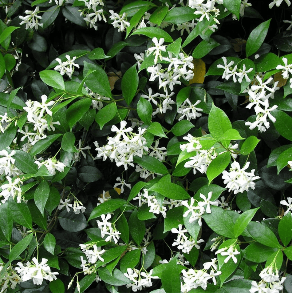 Green Confederate Star Jasmine Live Plant, White Jasmine Plant, Jasmine Plant Live, 4 to 6 Inch Tall, Ship No Pot
