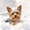 White Brown, variant on Homewish Cute Yorkshire Terrier Twin Duvet Cover,Watercolor Animal Twin Bedding,Reversible,2-Piece,1 Duvet Cover and 1 Pillowcase
