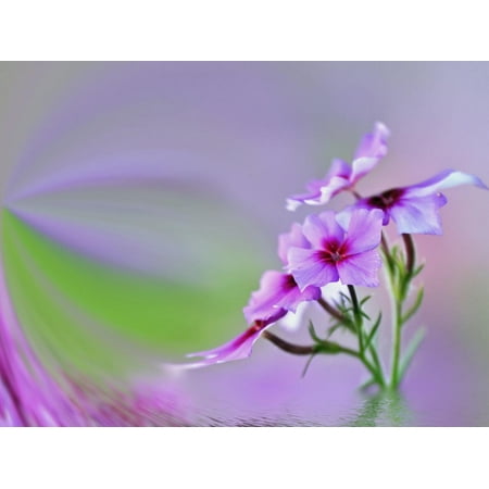 Hilton Head Wall Art Close-Up of Drummond Phlox (Phlox Drummondii), Hilton Head Island, South Carolina, USA Print Wall Art By Adam Jones ()