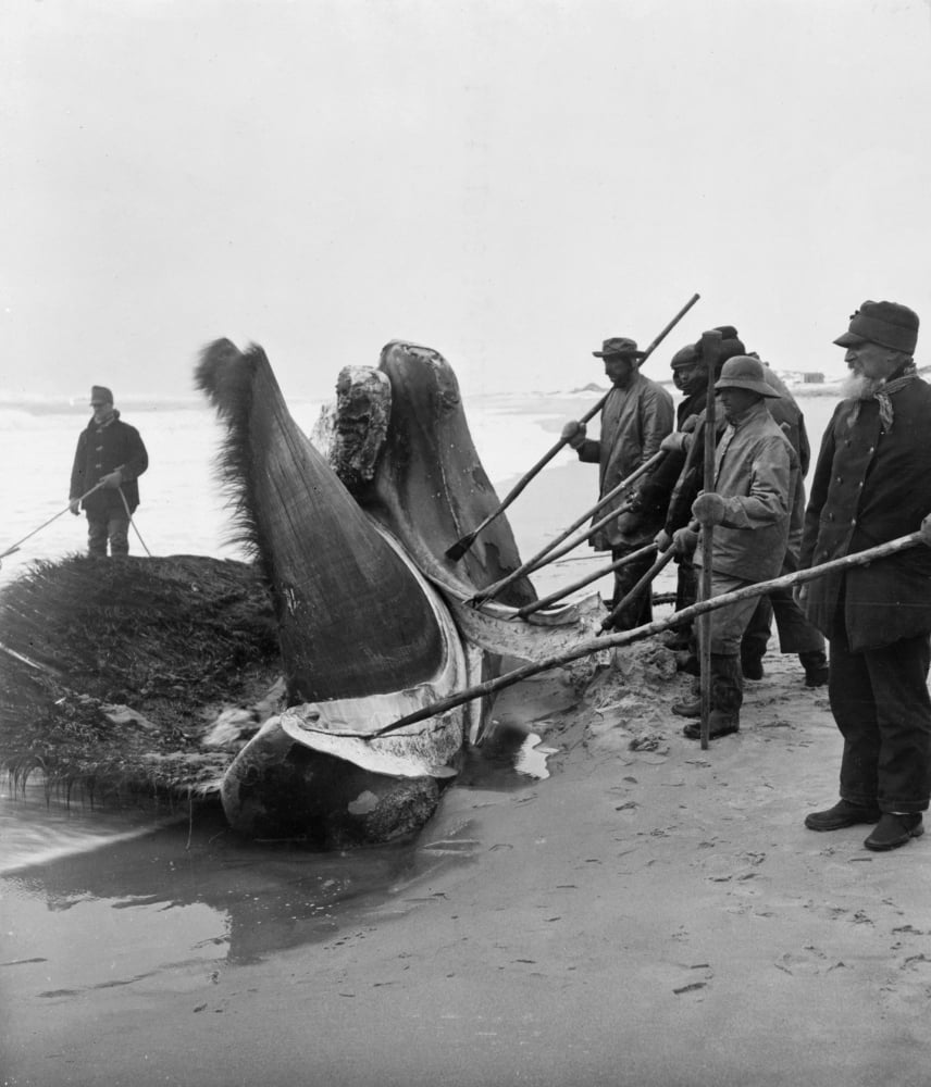 Whaling C1908 Nmen With BlubberCutting Spades With Part Of A Whale On