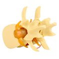 thumbnail image 3 of Modelo Lumbar Humano 1:1.5 Hernia De Disco Anatómica De La Columna Vertebral, 3 of 7