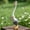 A, variant on Garden Goose Goose Statue Goose Statue Outdoor Garden Decoration Porch Ornament Lawn Yard Art Animal Sculpture Farmhouse Decor for Patio Courtyard Vintage Style Waterproof Resistant Figure