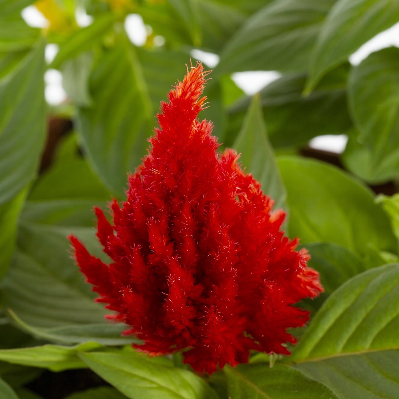 Expert Gardener 1gal Multicolor Celosia Live Annual Plant Decorative Pot Sun