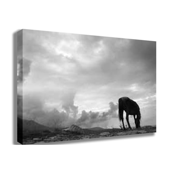 Grazing Horse Canvas Print