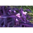 thumbnail image 3 of Purple Heart Plant Perennial Easy Growing Inside/Outside Pink Flowers Shade/Full Sun, 3 of 5