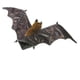thumbnail image 3 of Marioneta de mano Folkmanis Fruit Bat, marrón y negro, 3 of 3