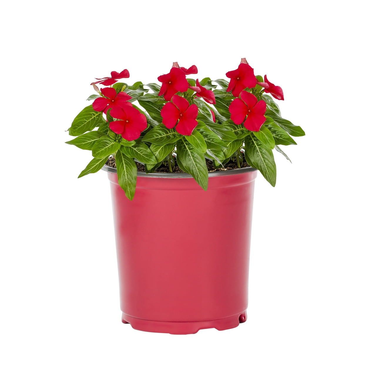 Expert Gardener 2QT Red Vinca Live Annual Plant Sun 3-Pack