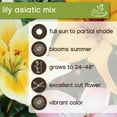 thumbnail image 6 of Van Zyverden Lily Asiatic Mix (Set of 3 Dormant Bulbs) Partial Sun, Multi-Color, Perennial, 6 of 8