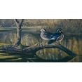 thumbnail image 2 of Goebel, Wilhelm 14x9 Black Ornate Wood Framed with Double Matting Museum Art Print Titled - Spring Pair - Wood Ducks, 2 of 4