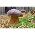 thumbnail image 4 of GSDWIUEW Mushrooms Porcini Spores Spawn Mycelium Heirloom for Planting, 4 of 8