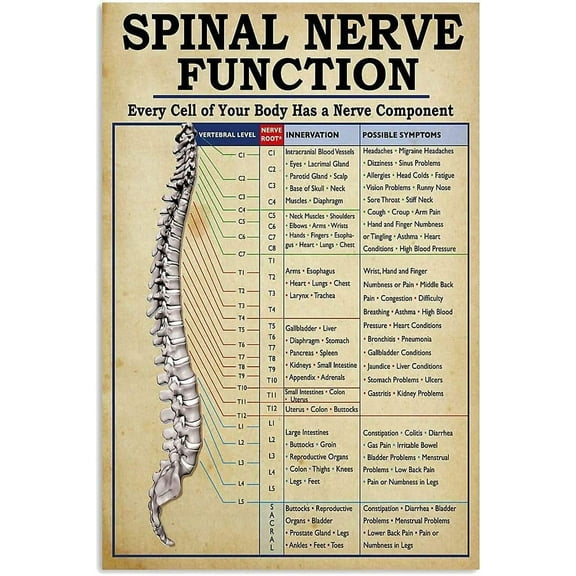 Spinal Nerve Function Poster Sign Home Decor Metal Aluminum Signs Iron Painting Plaque Wall Decor Bar Club Novelty Funny Size: 16 x 12 Inches