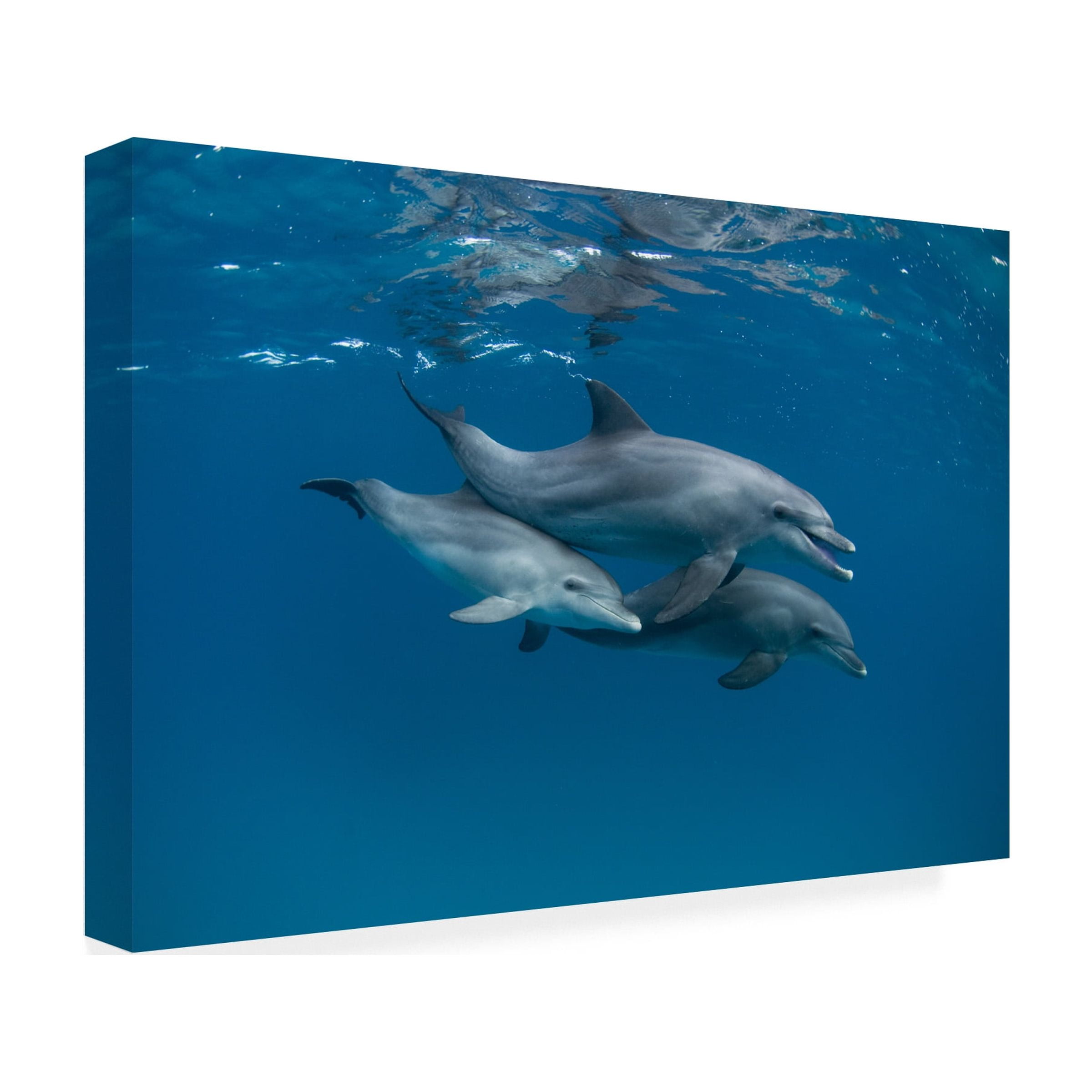 Romano Molinari 'Dolphins' Canvas Art