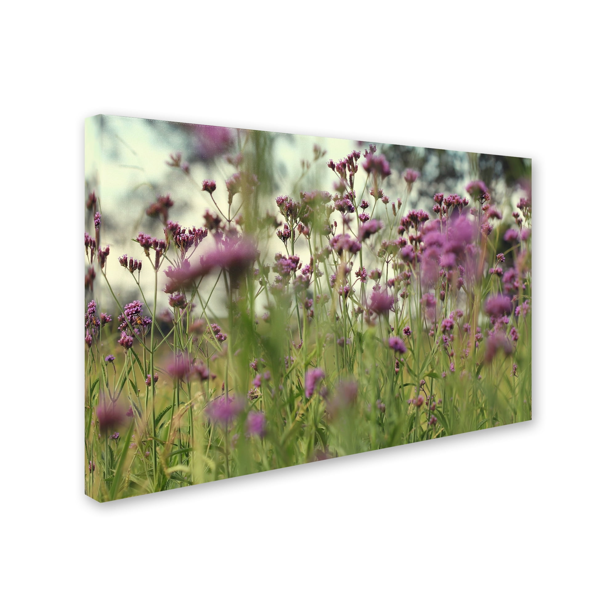 Trademark Fine Art "Field of Purple" Canvas Art by Beata Czyzowska Young