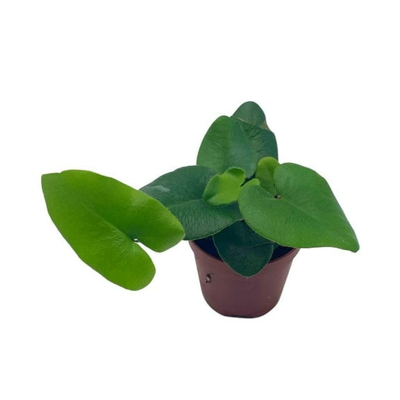 Florida House Plants Heart Fern 2" Hemionitis arifolia Live Plants in 2" Pot, Heart-shaped Leaves